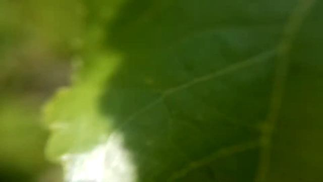 Жук СОЛНЫШКО: видео увеличение 10 раз макросъемка. 2019