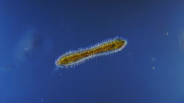 Diatoms