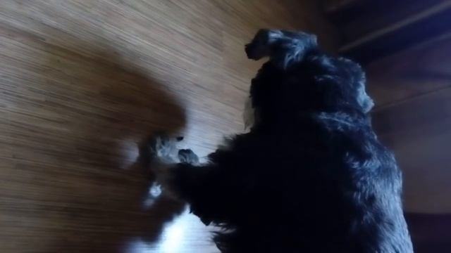 Муха страшный зверь