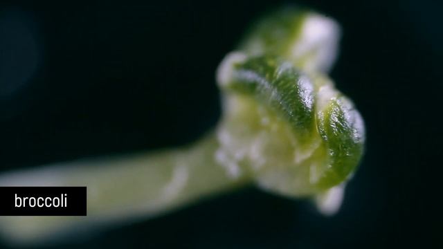 Berries, Vegetables And Bread Under The MICROSCOPE // Invisible World