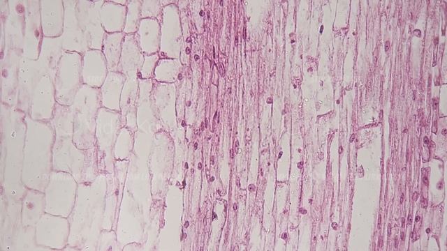 Fc957088918fe740712946b38a26a478