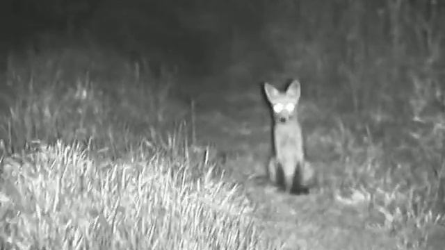 Лисенок. Снято прибором ночного видения