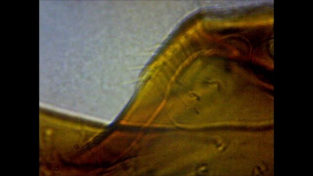 07 Муравей, 2 Мп, 400х