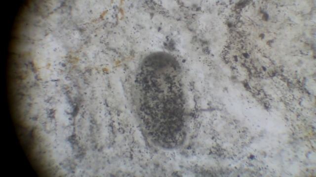 Инфузория Neoichthyophthirius Schlotfeldii, вызывающая тропический ихтиофтириоз