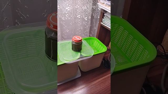 Кто такие хламидомонады? Их строение.