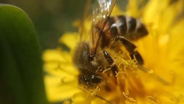 Dandelion & Bee 10x Zoom Macro Slow Motion 120fps