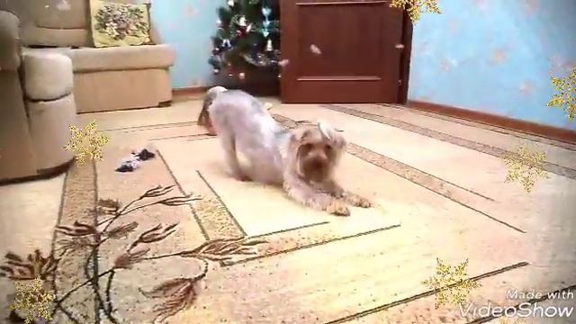 Маленькие зоопокупки 😍