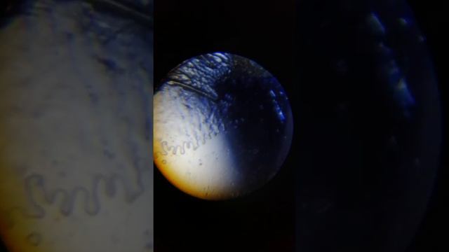 Обзор микроскопа🔬🔬