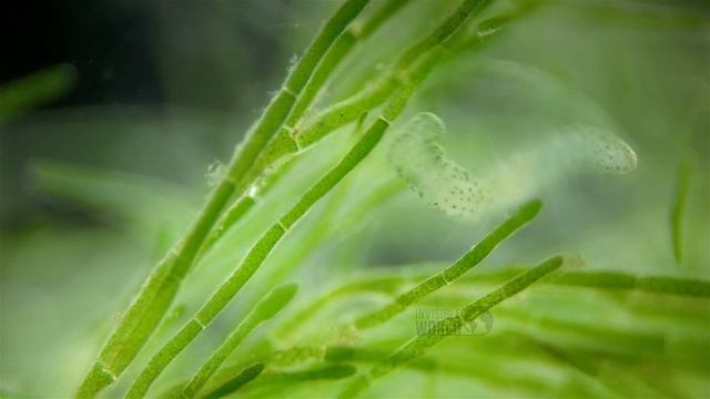 Червь Aeolosoma Sp. под микроскопом, семейство Aeolosomatidae.