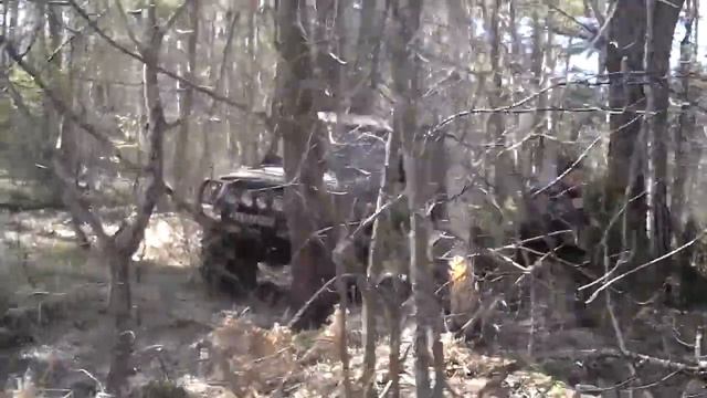 ветка сакуры 2014