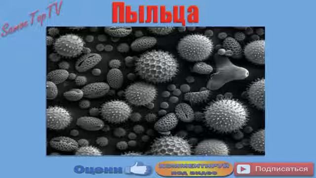 Простые вещи под Микроскоп топ 25 Интересные факты