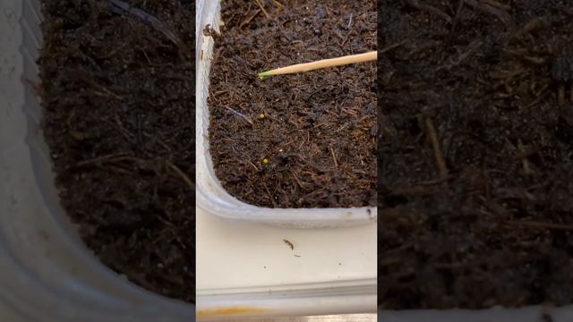 E354d5f7ae88d1a7b9ca89d219e765d9