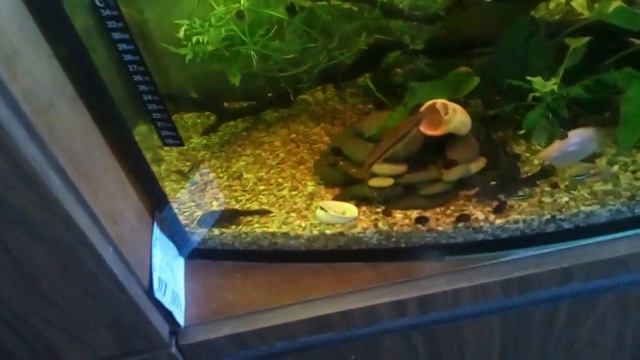 Ловушка  для улиток в Аквариум