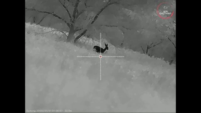 Охота. Осень 2024г. Самец косули