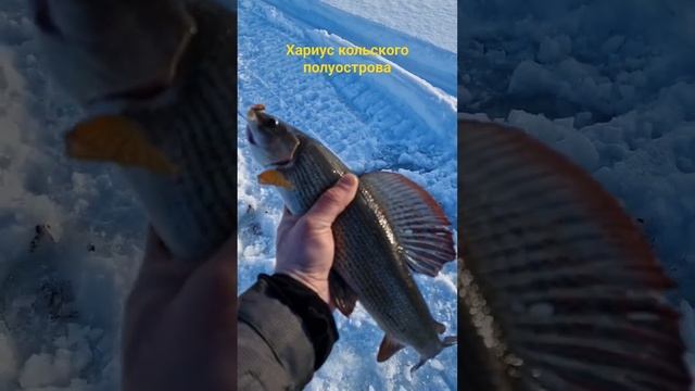 Рыбалка на кольском, тайга, хариус 2023