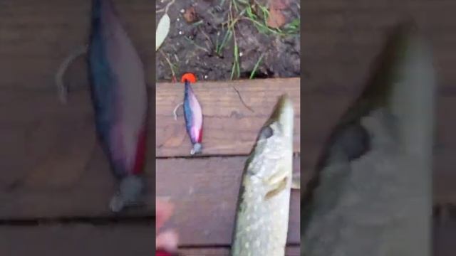 Fd6c8559f3c2f8d9a965db3087d90d03