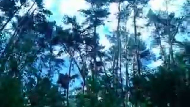 Весенний лес