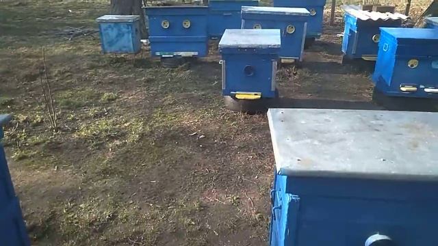 Горчица как замена пыльцы раневесениц период .