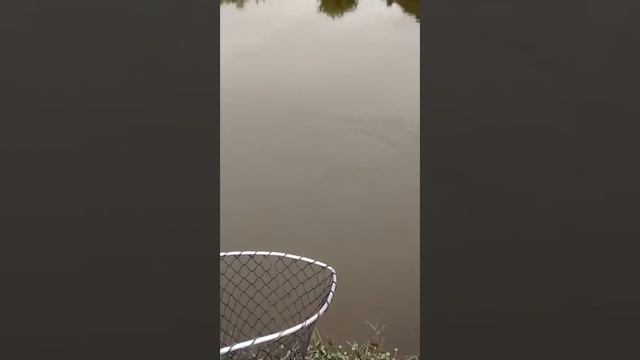 Pacu Na Shimano Vara Top