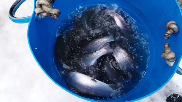 31 января 2022 | Привоз форели для будущих запусков | Золотые Караси