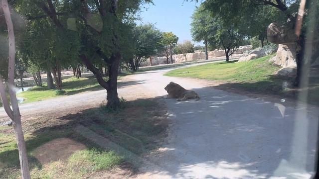 ВЛОГ из DUBAI SAFARI PARK🦍