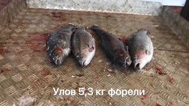 Форели улов 5,3 кг