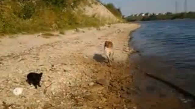 Дисайд плавает за бревном