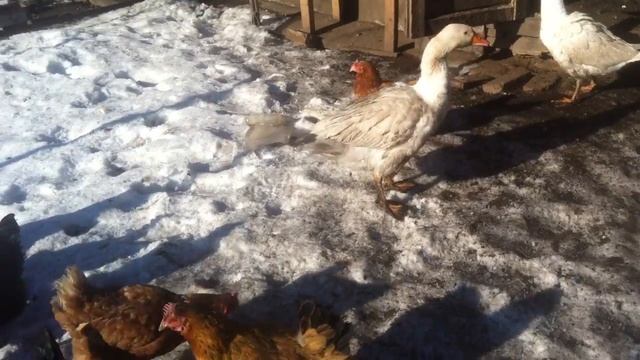 Курочки и гуси греются на солнце видео для детей