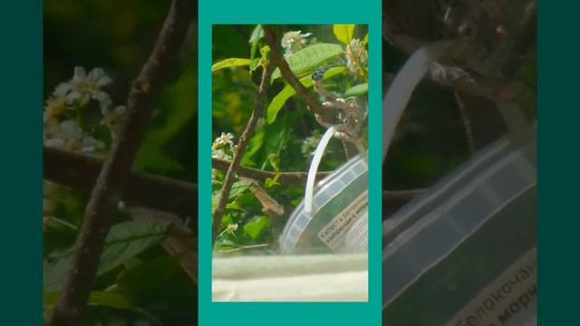 Воробьи ныряют за кормом в банку 🐦🐦🐦