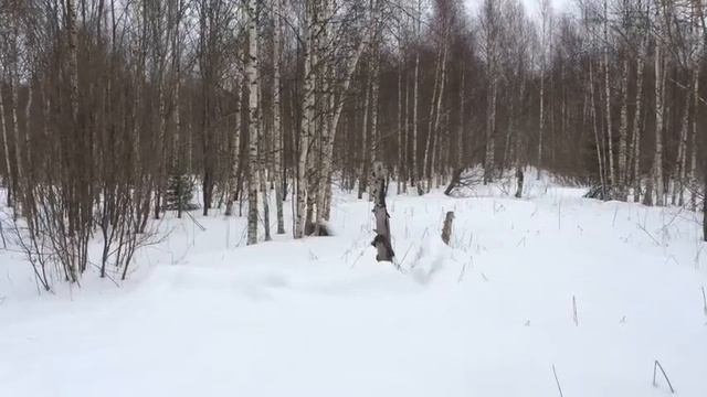 Старая кормушка.