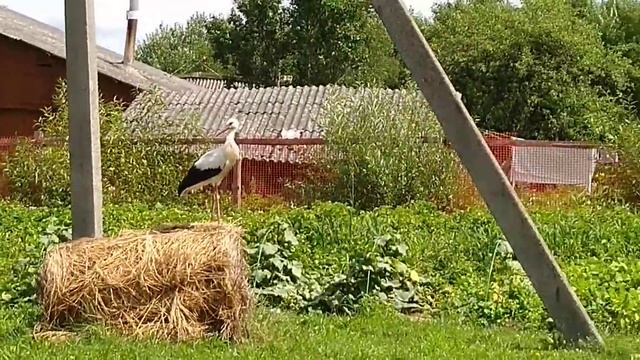 Наши соседи аистята.