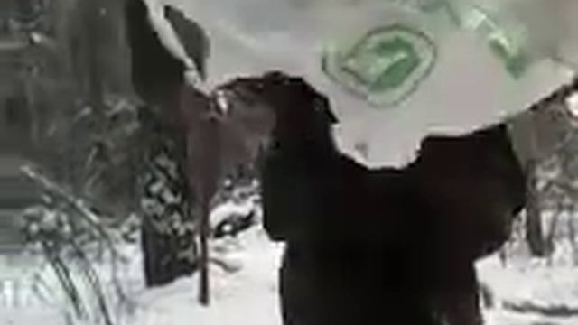 Выжывание   в лесу  без топора  и веревки  2