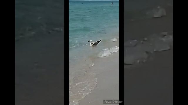 Чайка кушать хочет!