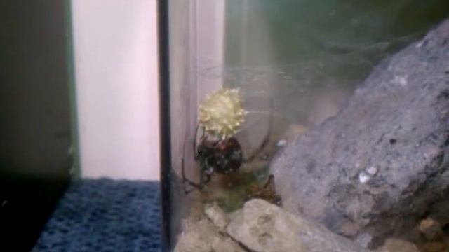 Black Widow Spinning An Egg Sac Part 5