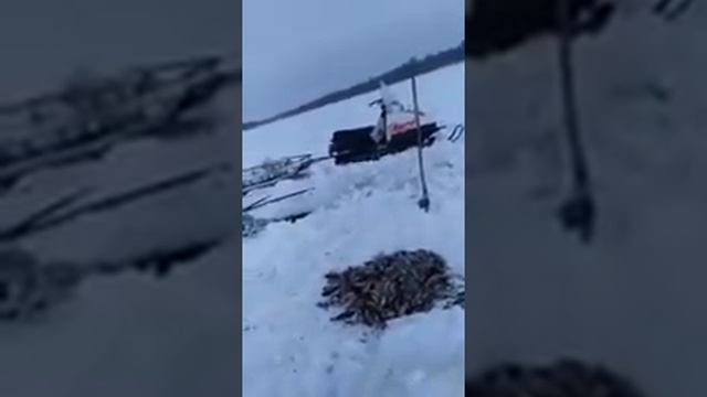 Crucian Carp. Караси