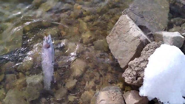 BIG And COLORFUL Utah Trout - Early December 2019