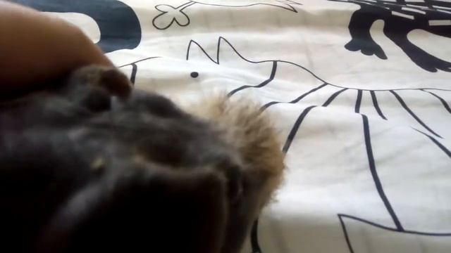 Морская свинка Ждун.