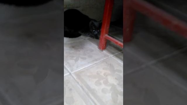 Кот мышь принес