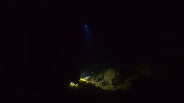Nocturnal Meeting With A Curious Scrawled Filefish/ Diving Tenerife - OCEANCANARIES