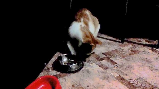 9aef155af8aed8c6792ec2512ad4333f