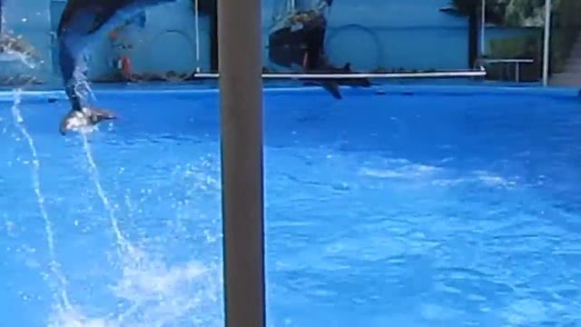 Дельфінарій Крим 2013р. Дельфинарий Крым 2013г.