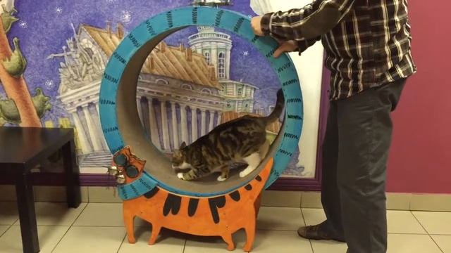 Республика кошек