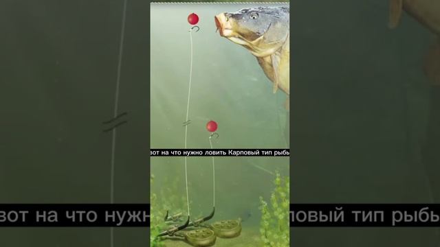 Вот на что нужно ловить Карповый тип рыбы