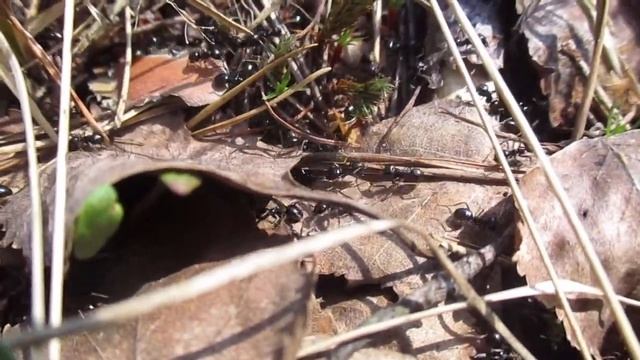 Муравьи в природе-Lasius Fuliginosus
