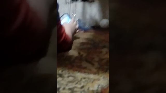 Попугай Тоша