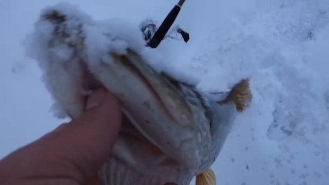 16-12-26 НМР, 2.5