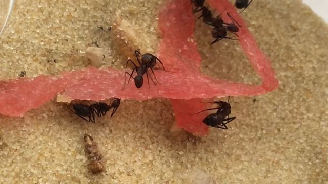 Camponotus Nikobarensis НАБРОСИЛИСЬ на арбуз - TRY HARD: МАТРИАРХАТ