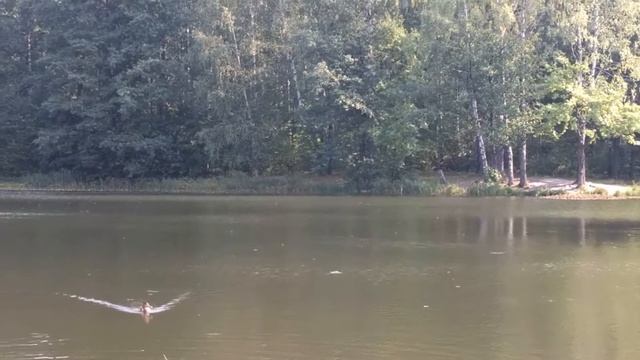 АНГЛИЙСКИЙ ПАРК/ПЕТЕРГОФ/ПРОГУЛКА ПО ОСЕННЕМУ ПАРКУ