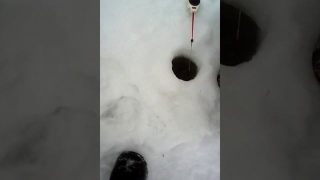 Рыбалка на каникулах