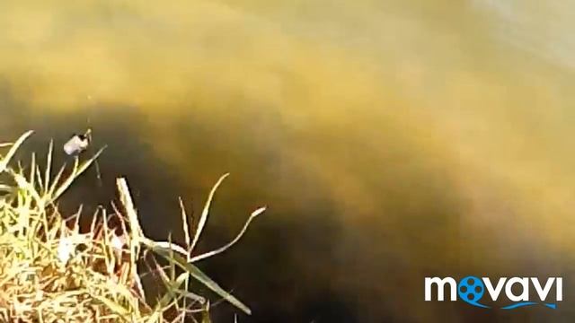 Поехали с папой на рыбалку клюнул щука